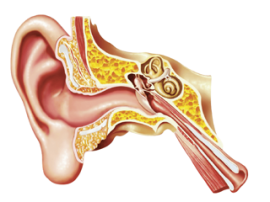 Homeopathy for Ear Problems in Children