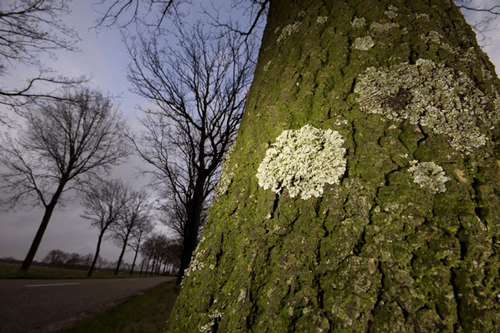 Homeopathic treatment lichen simplex chronicus