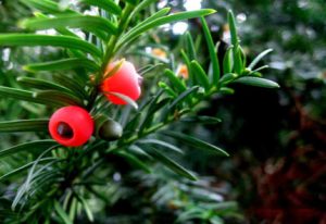 Yew Tree - homeopathy