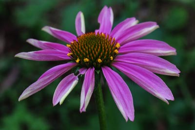 Echinacea