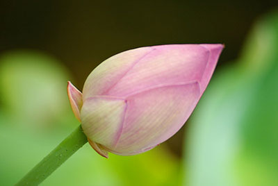 Sydney-water-flower-soft-focus