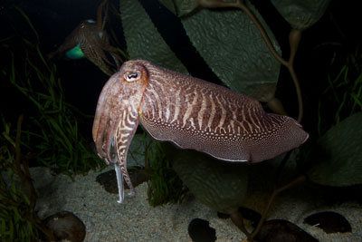 Sepia Cuttlefish