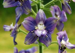 Staphysagria flower used to make the homeopathic remedy