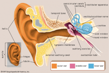 Ear-Diagram
