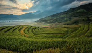 rice fields where agrohomeopathy is increasingly called for