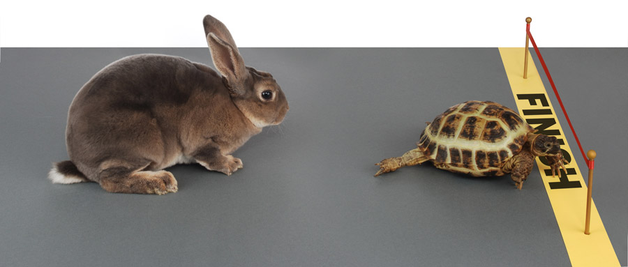 Hare and the tortoise