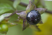 Belladonna plant used in homeopathy