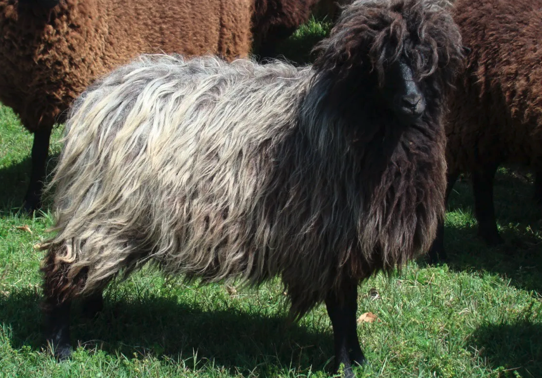 Crioula Lanada sheep Brazil