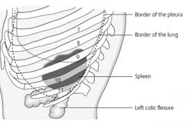 position of spleen